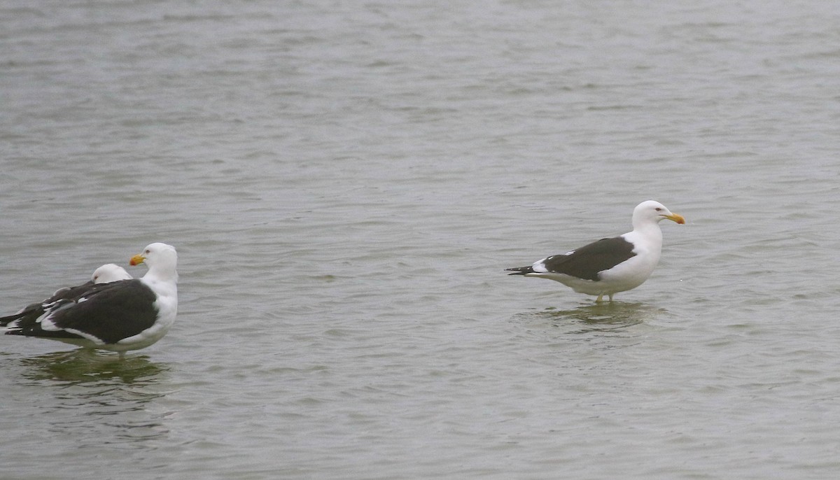 Kelp Gull - ML625807376