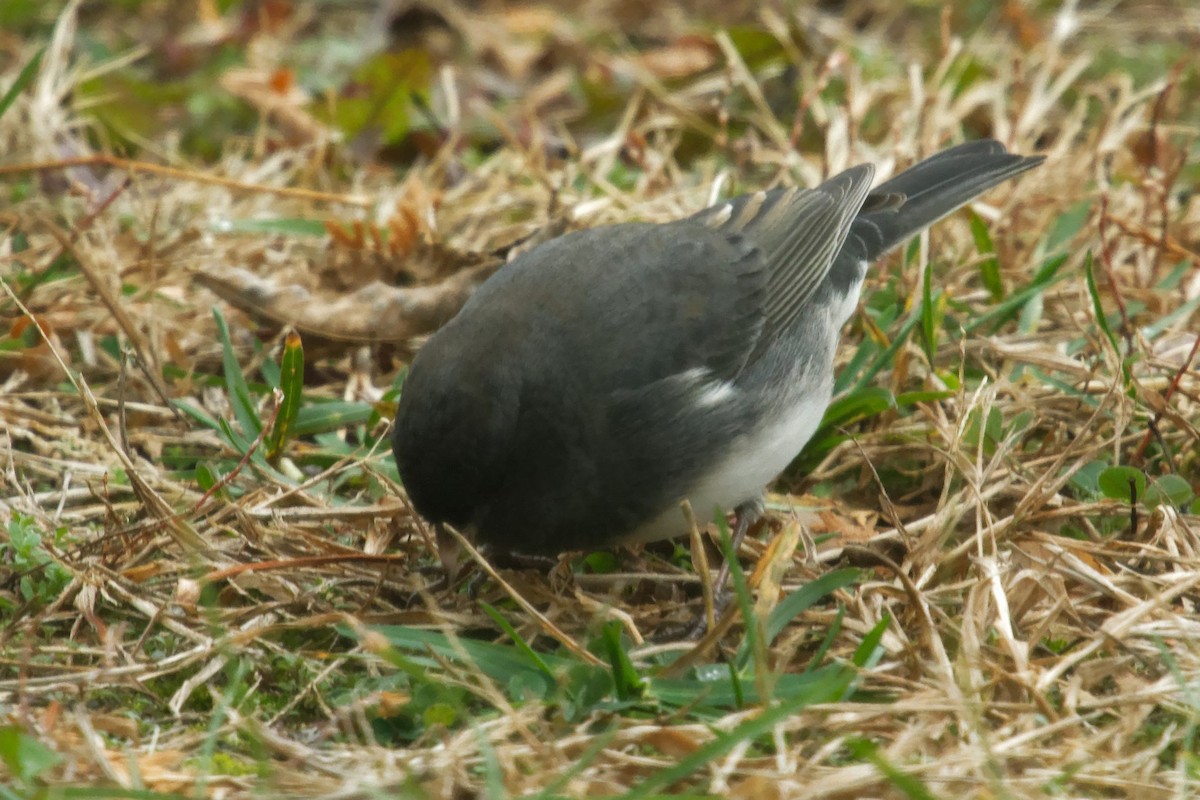 Dark-eyed Junco - ML625807382