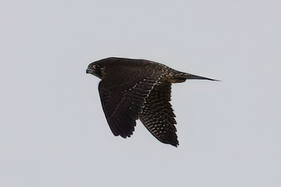 Peregrine Falcon - ML625807452