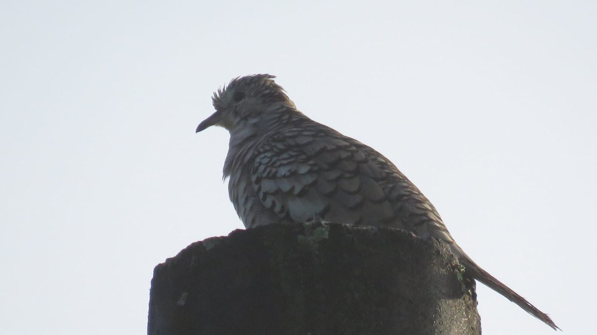 Scaled Dove - ML625807598