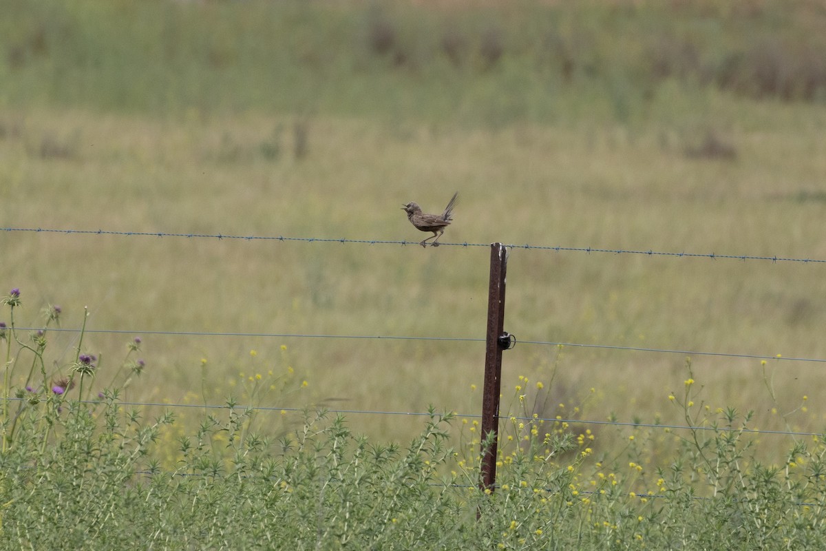 Brown Songlark - ML625807643