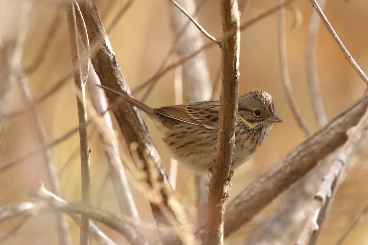 Lincoln's Sparrow - ML625807667