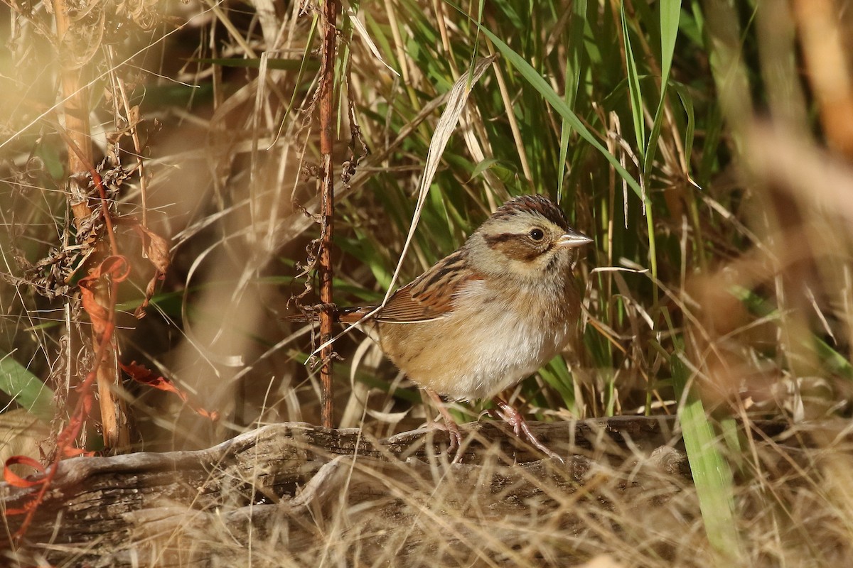 Swamp Sparrow - ML625807688