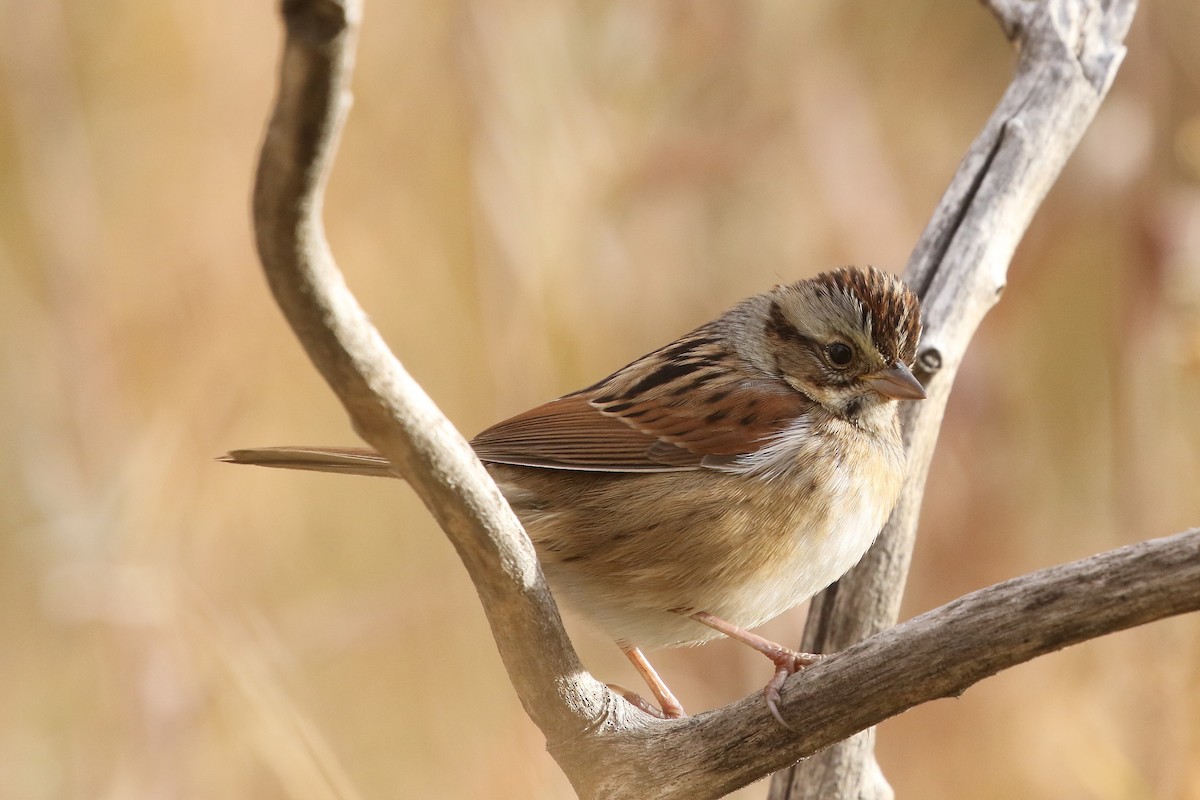 Swamp Sparrow - ML625807699