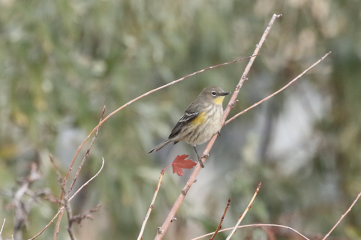 Yellow-rumped Warbler - ML625807717