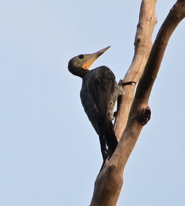 Great Slaty Woodpecker - ML625807726