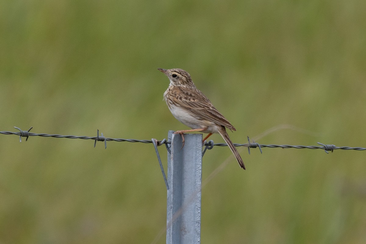Australian Pipit - ML625807735