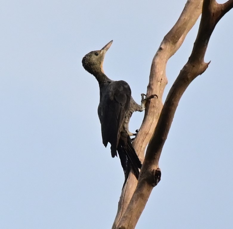 Great Slaty Woodpecker - ML625807741