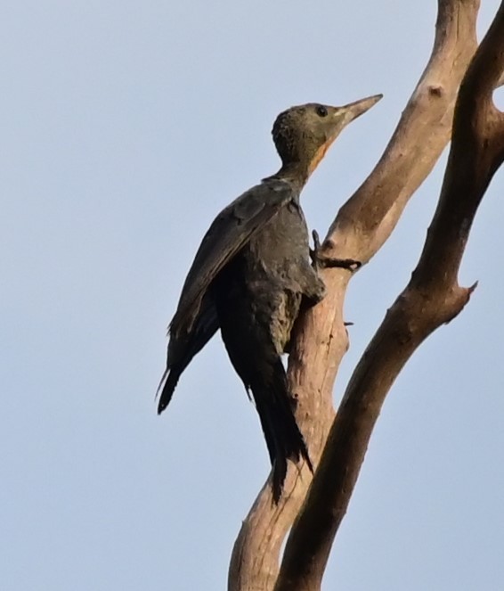 Great Slaty Woodpecker - ML625807742