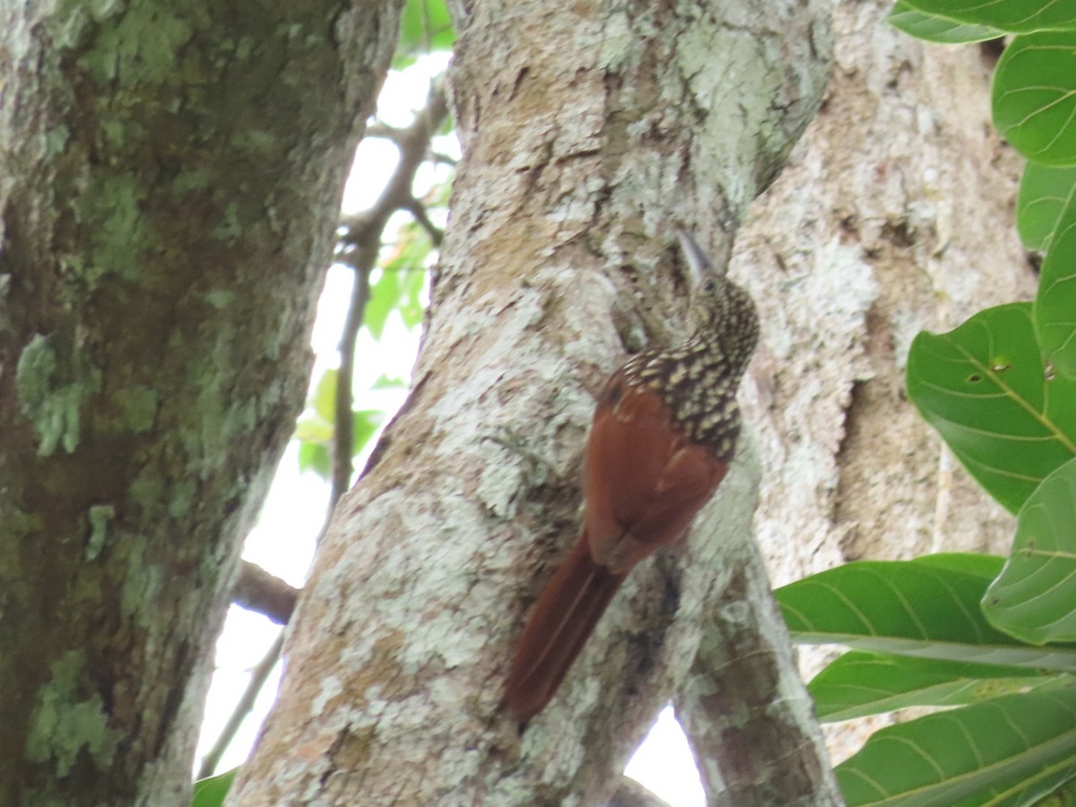 Black-striped Woodcreeper - ML625807773