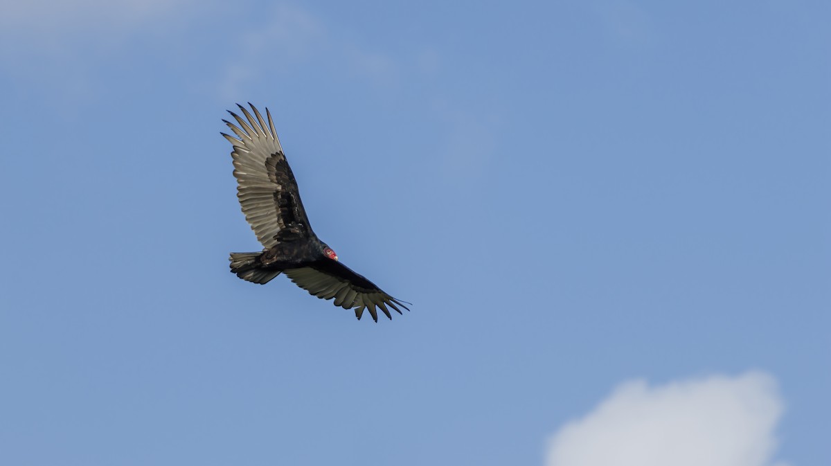 Turkey Vulture - ML625808181