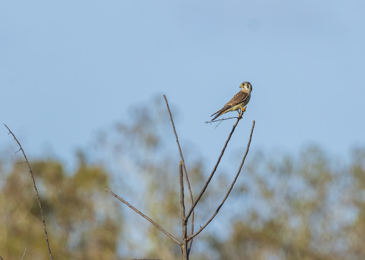 American Kestrel - ML625808190