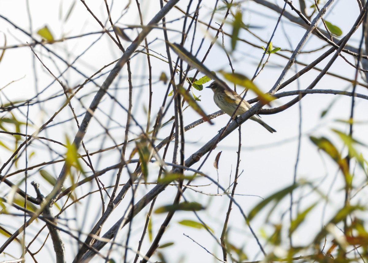 Yellow-rumped Warbler - ML625808210