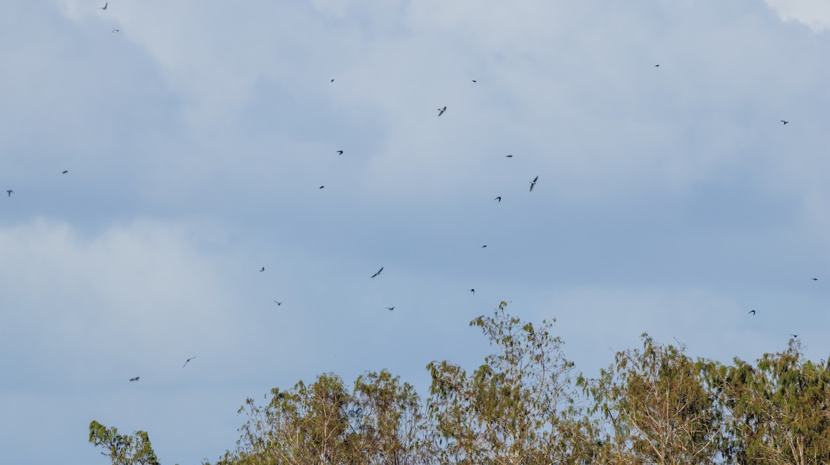 Tree Swallow - ML625808224