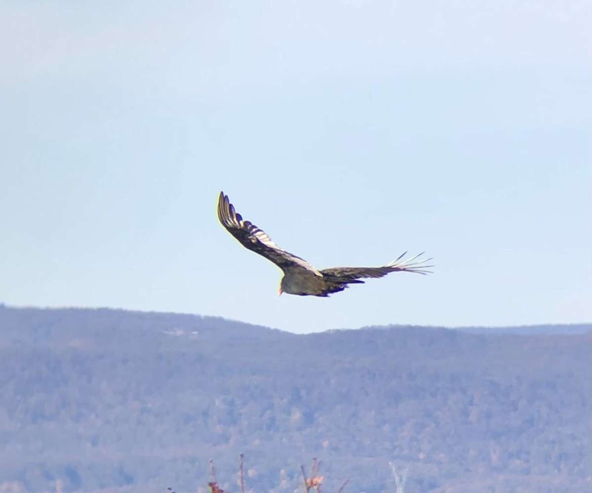 Turkey Vulture - ML625808306