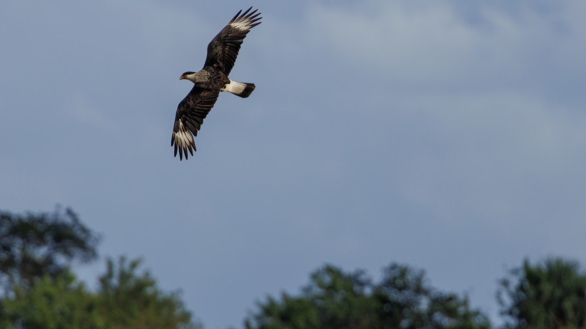 Crested Caracara - ML625808372