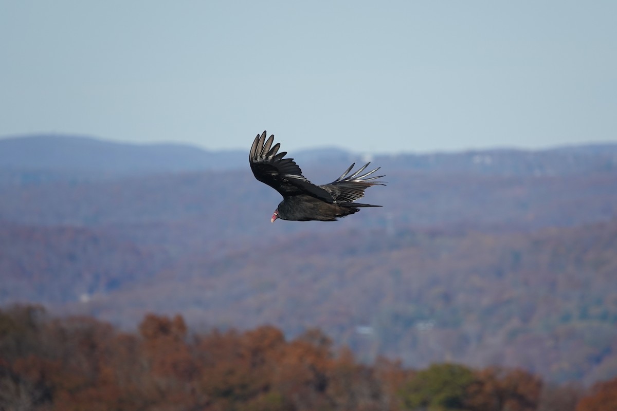 Turkey Vulture - ML625808387