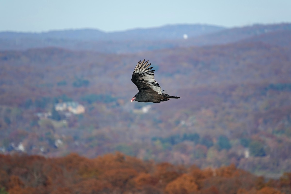 Turkey Vulture - ML625808389