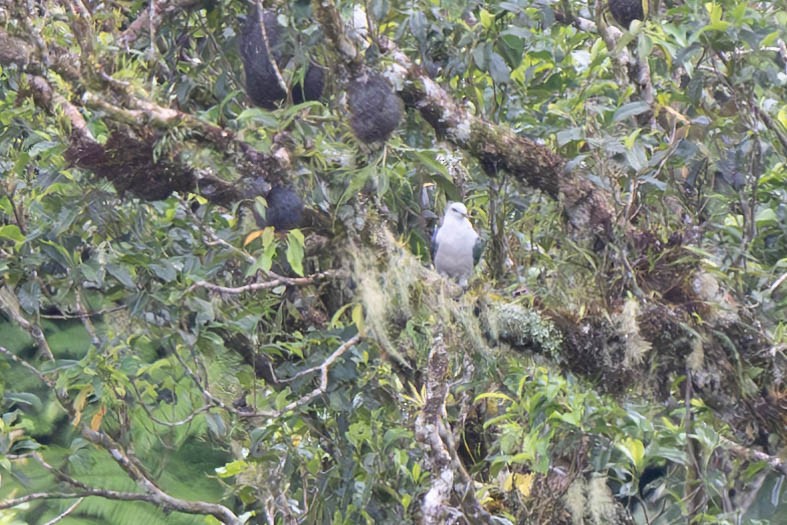 Pale Mountain-Pigeon - ML625808420