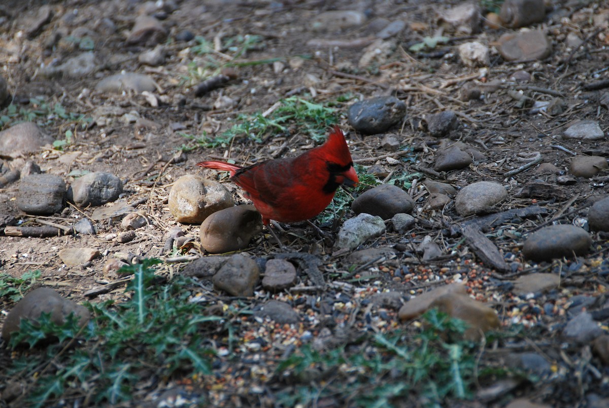 Northern Cardinal - ML625808465