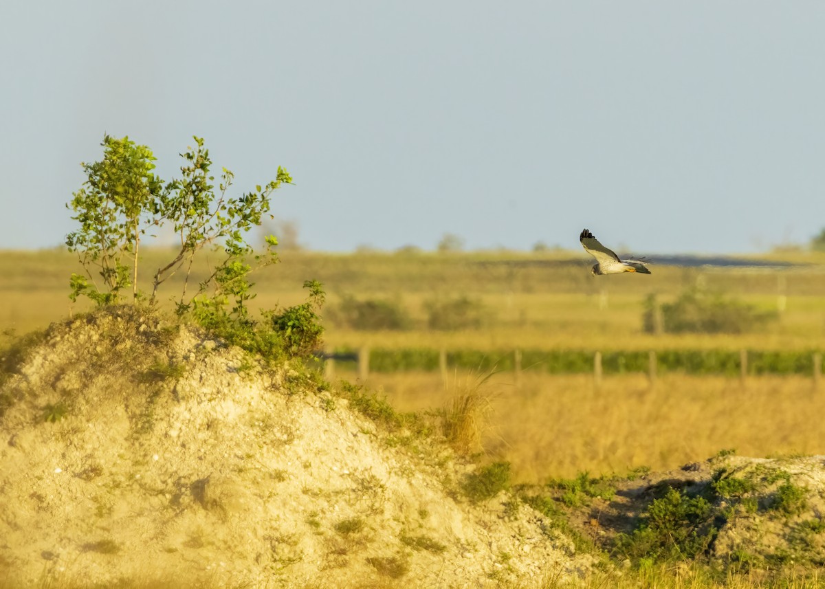 Northern Harrier - ML625808484