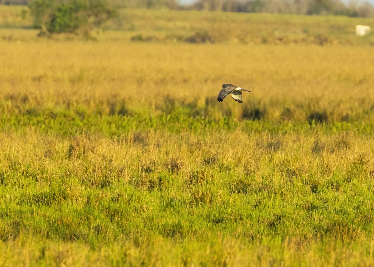 Northern Harrier - ML625808517