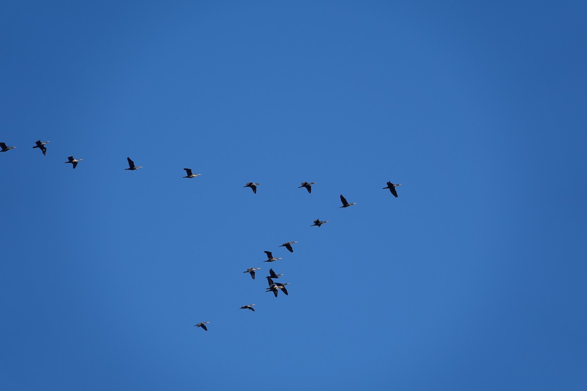Double-crested Cormorant - ML625808520