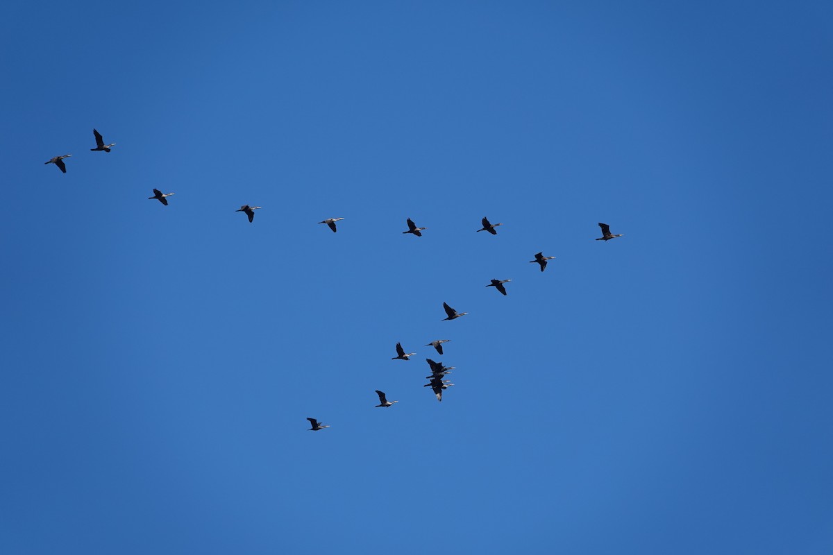 Double-crested Cormorant - ML625808521