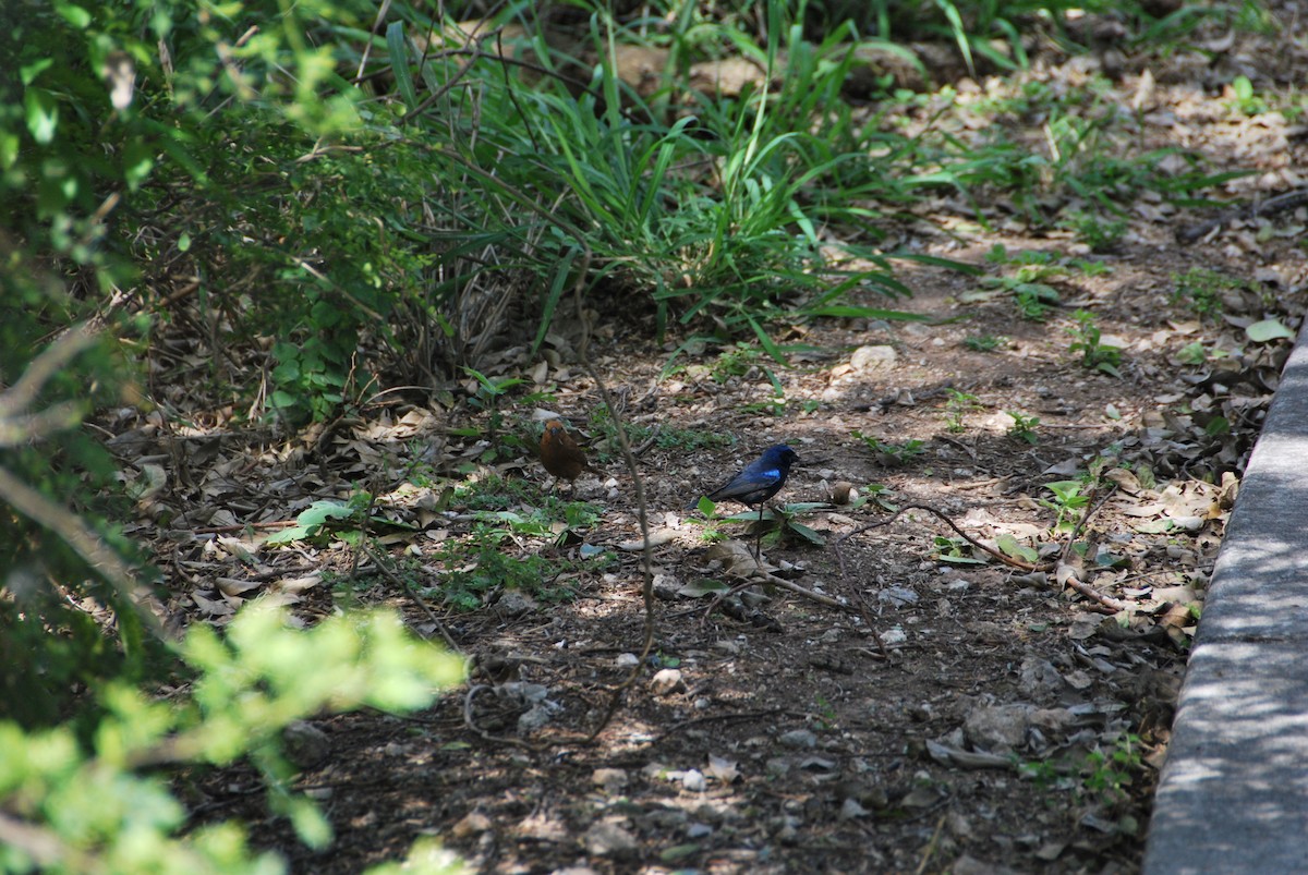 Blue Bunting - ML625808538