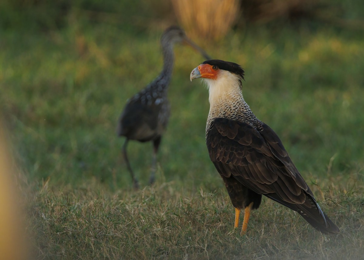 Crested Caracara - ML625808541