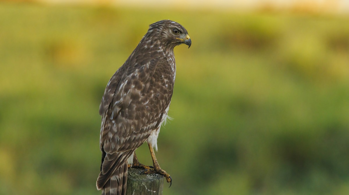 Red-shouldered Hawk - ML625808553