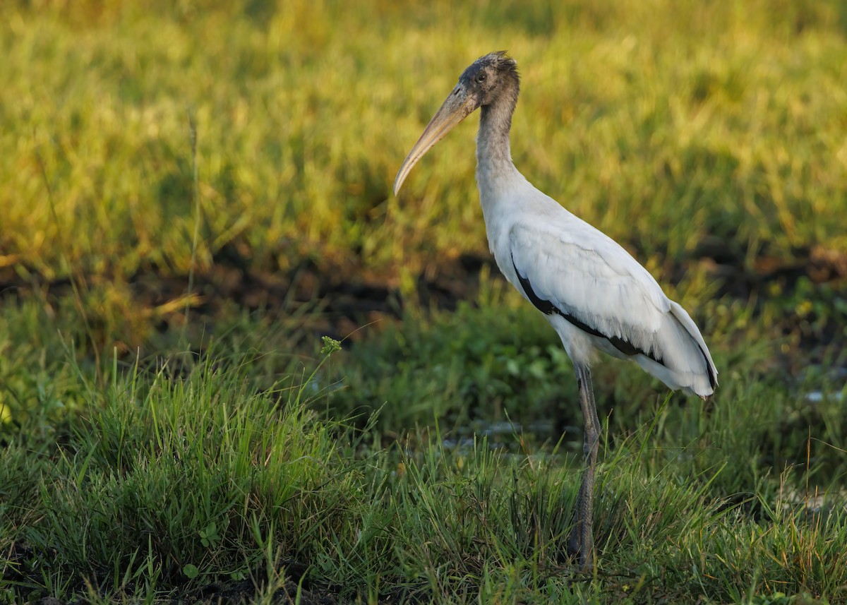 Wood Stork - ML625808579