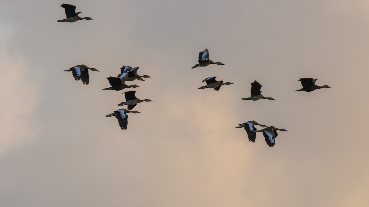 Black-bellied Whistling-Duck - ML625808592