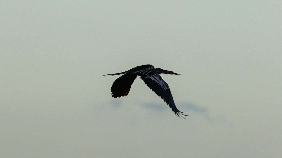 Anhinga - ML625808619