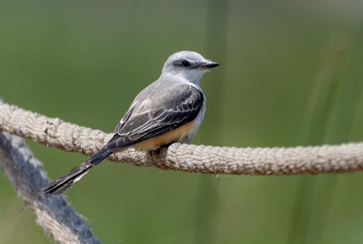 Scissor-tailed Flycatcher - ML625808827