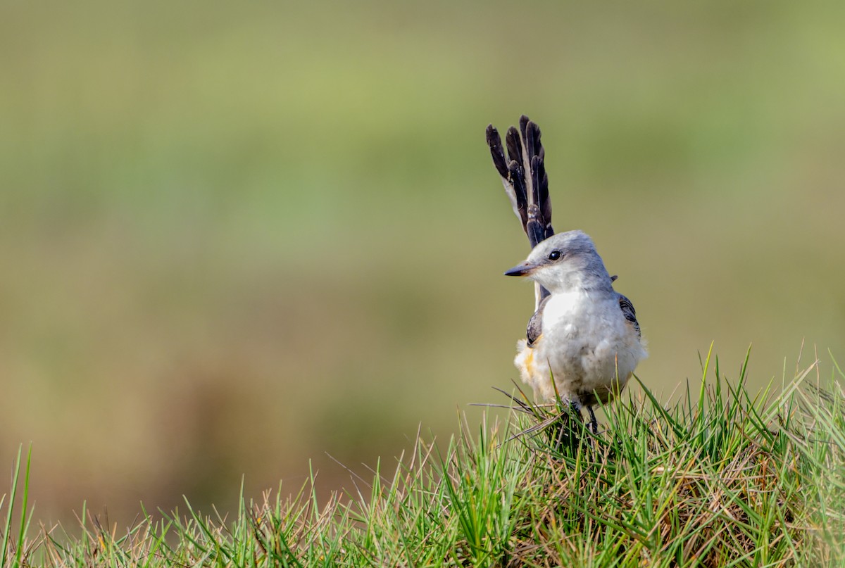 Scissor-tailed Flycatcher - ML625808829