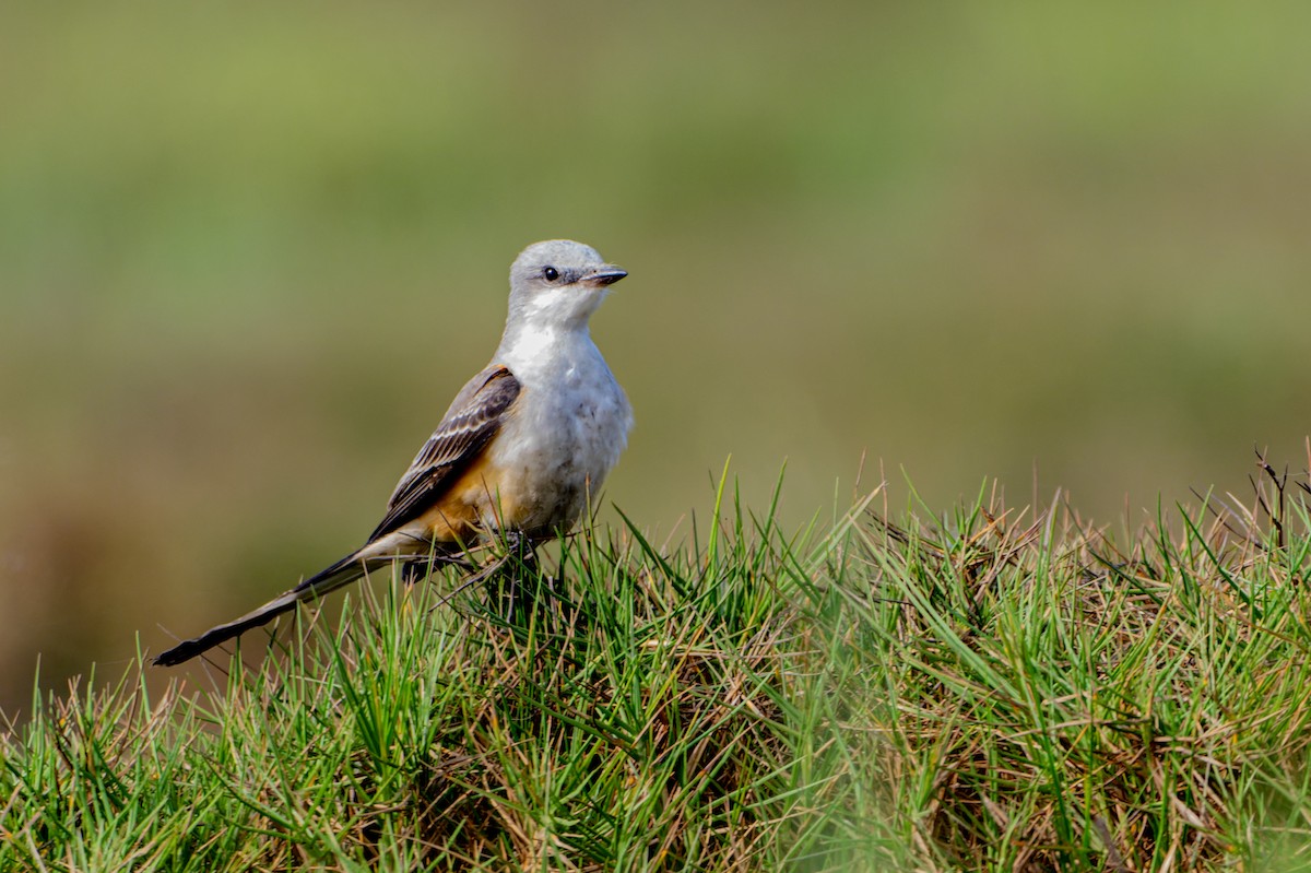 Scissor-tailed Flycatcher - ML625808830