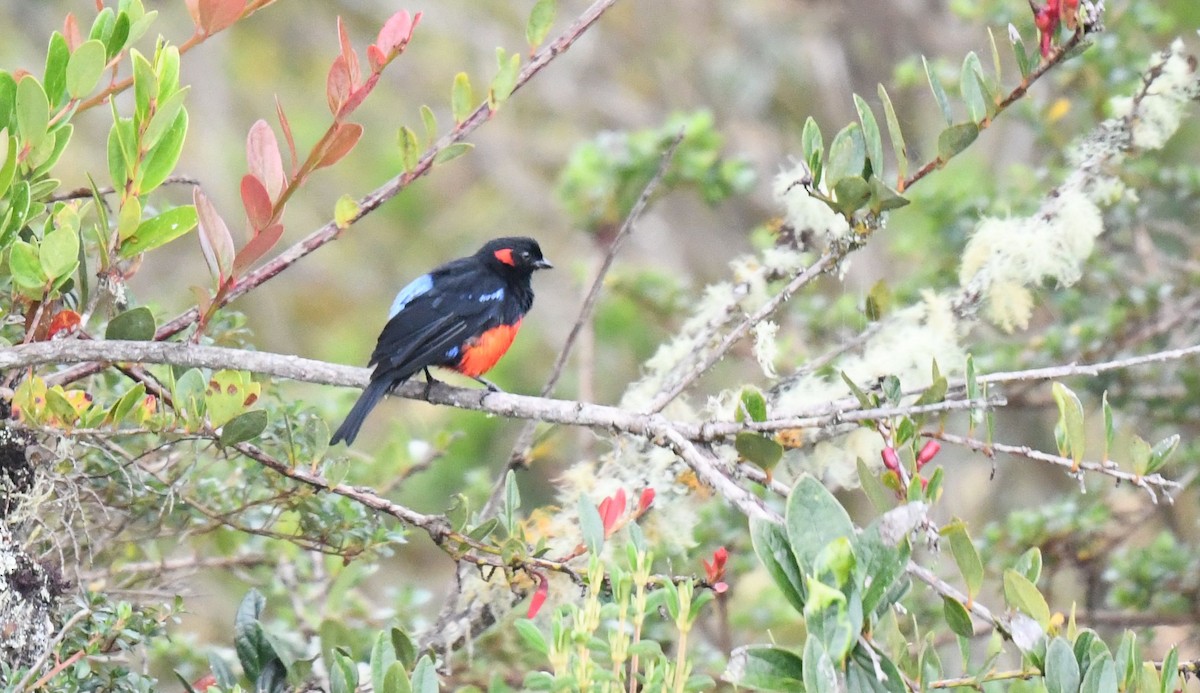 Scarlet-bellied Mountain Tanager - ML625808858