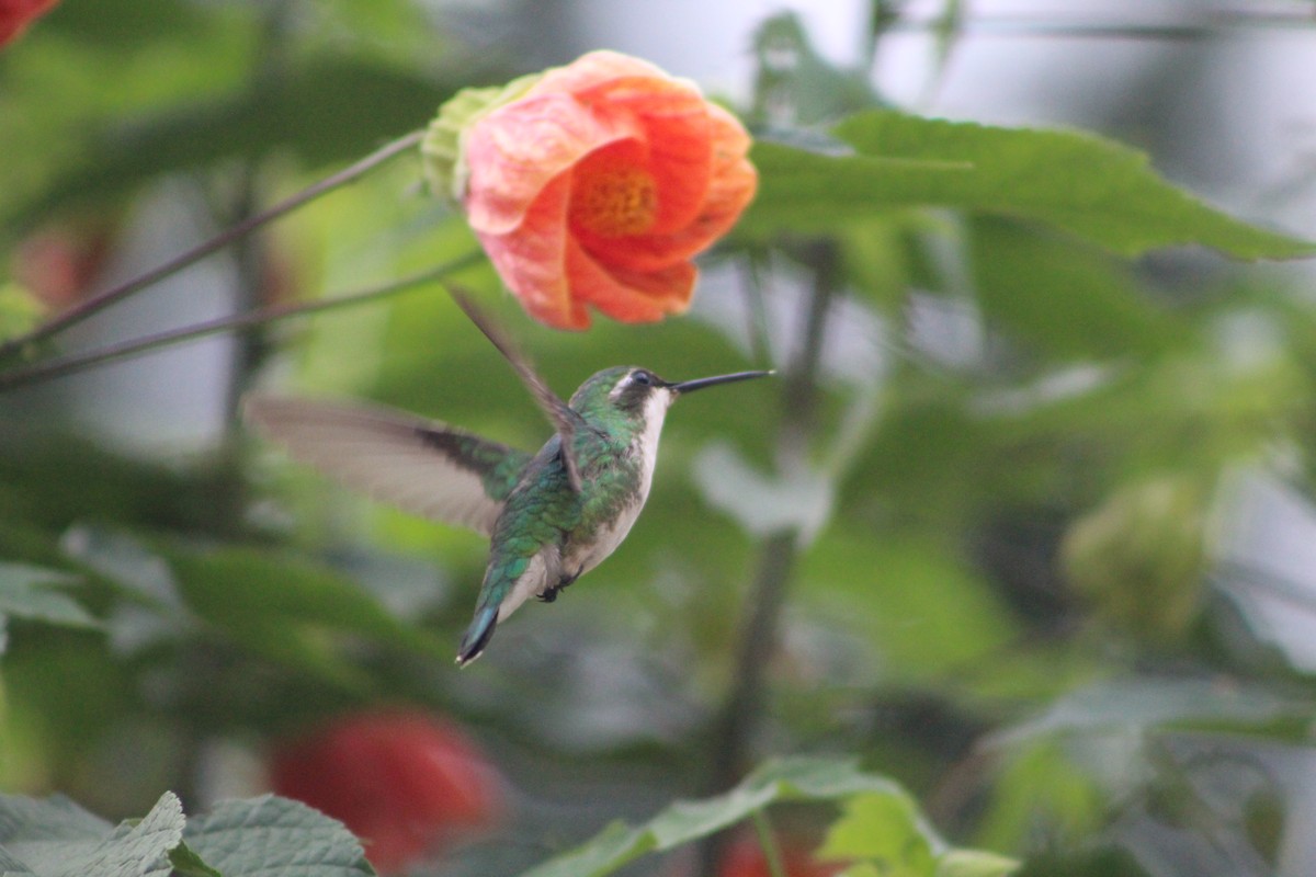Short-tailed Emerald - ML625808881