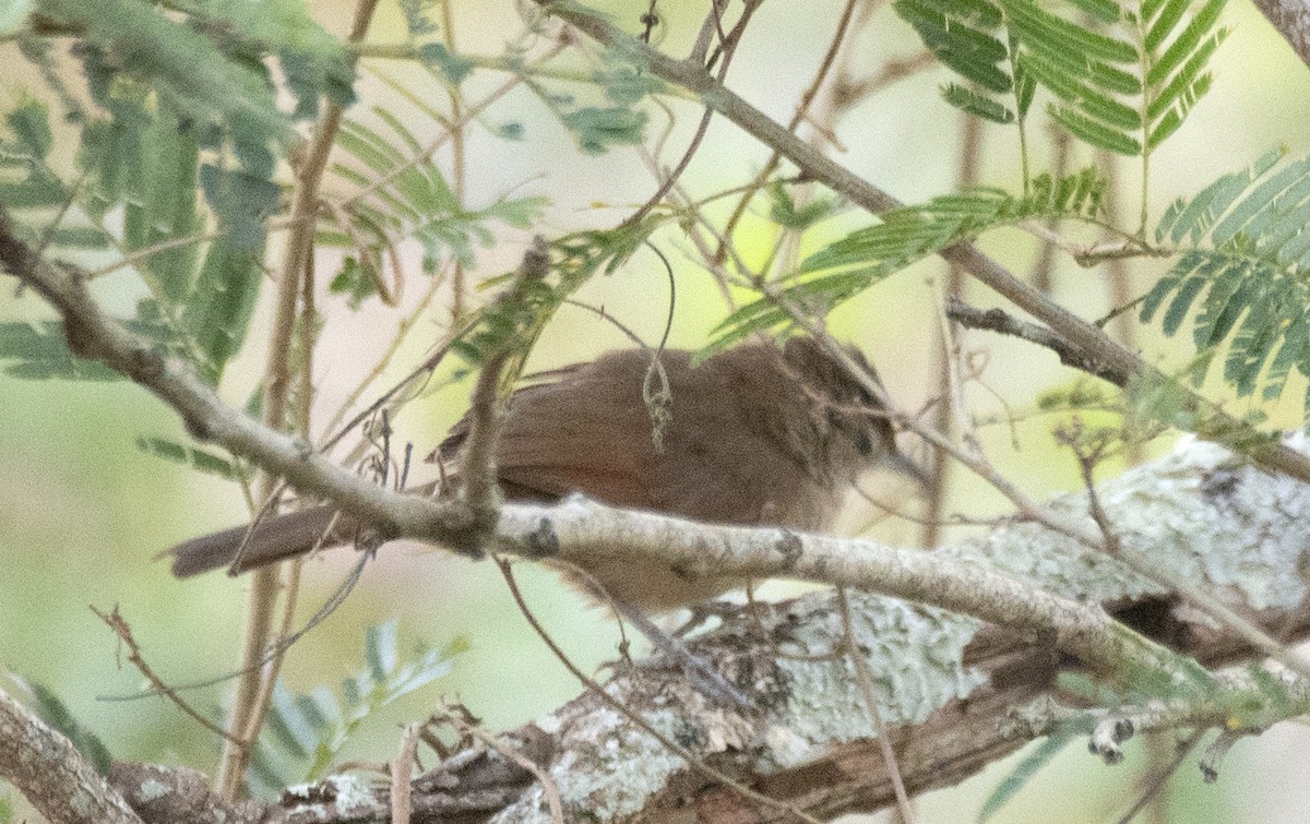 Rufous-fronted Thornbird (Rufous-winged) - ML625808926
