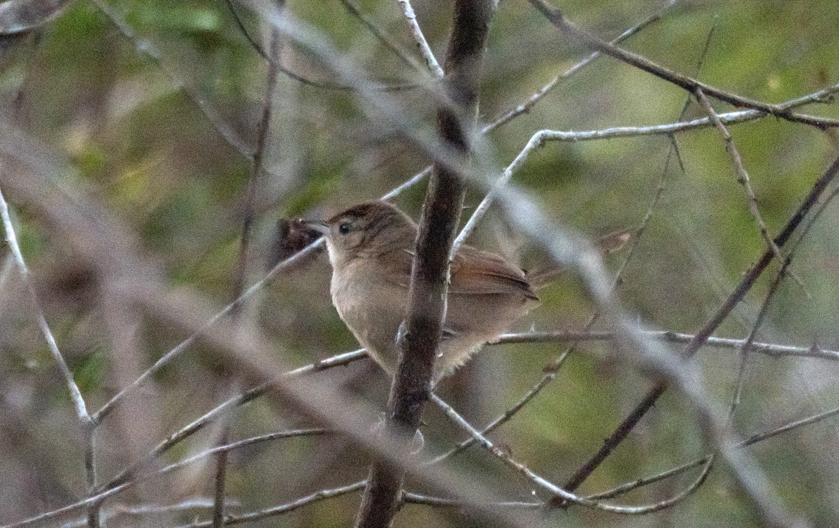 Rufous-fronted Thornbird (Rufous-winged) - ML625809053