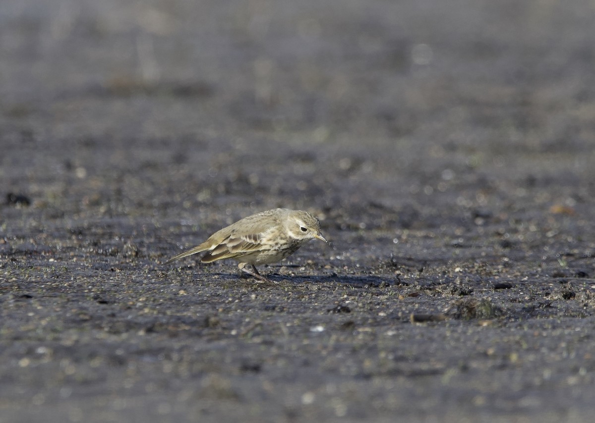 American Pipit - ML625809341