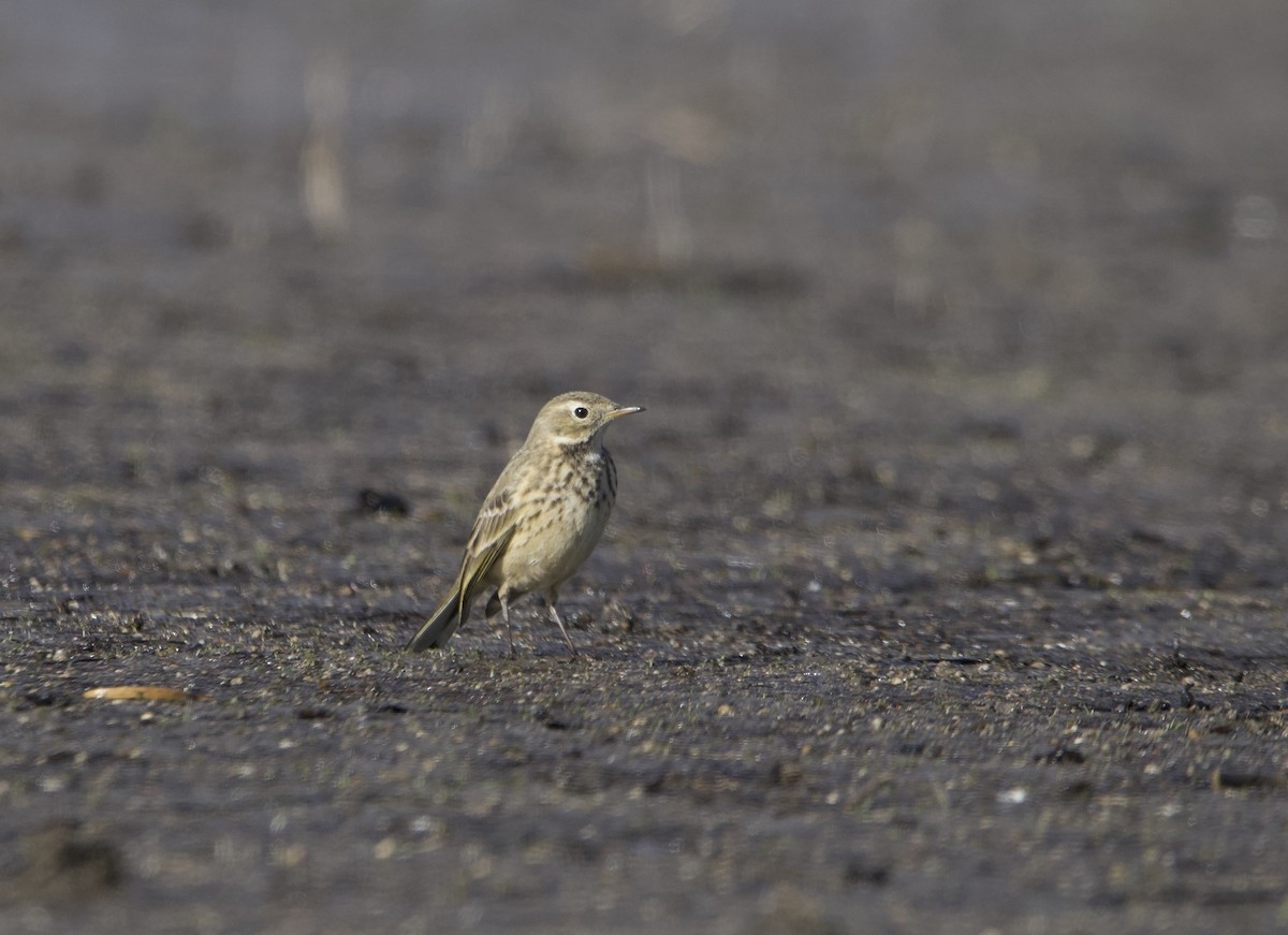 American Pipit - ML625809342