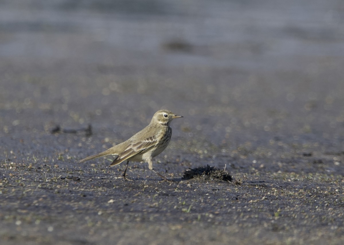 American Pipit - ML625809343