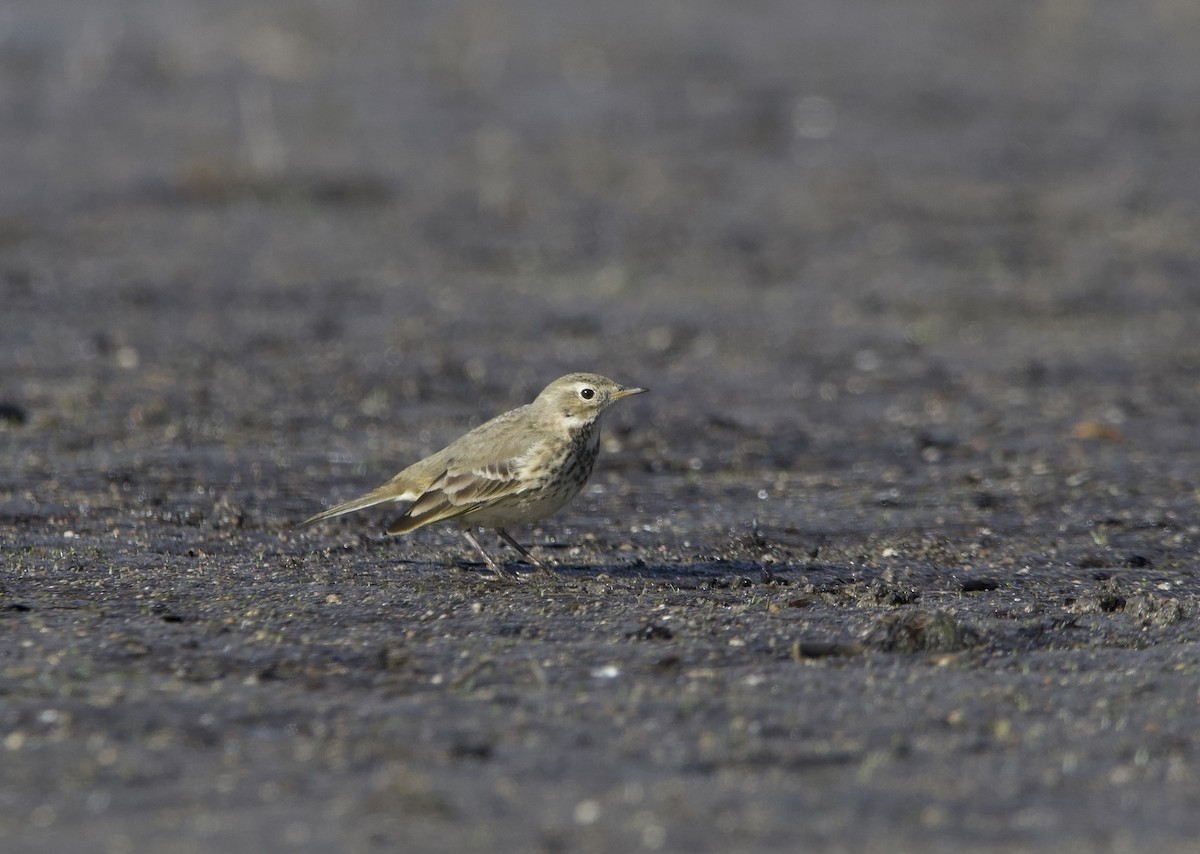 American Pipit - ML625809344