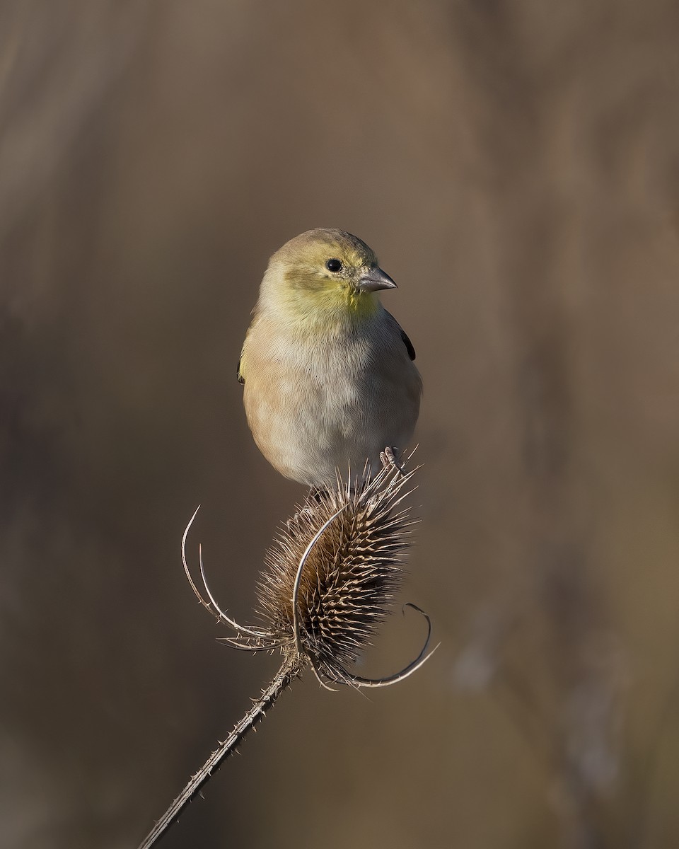 American Goldfinch - ML625809415