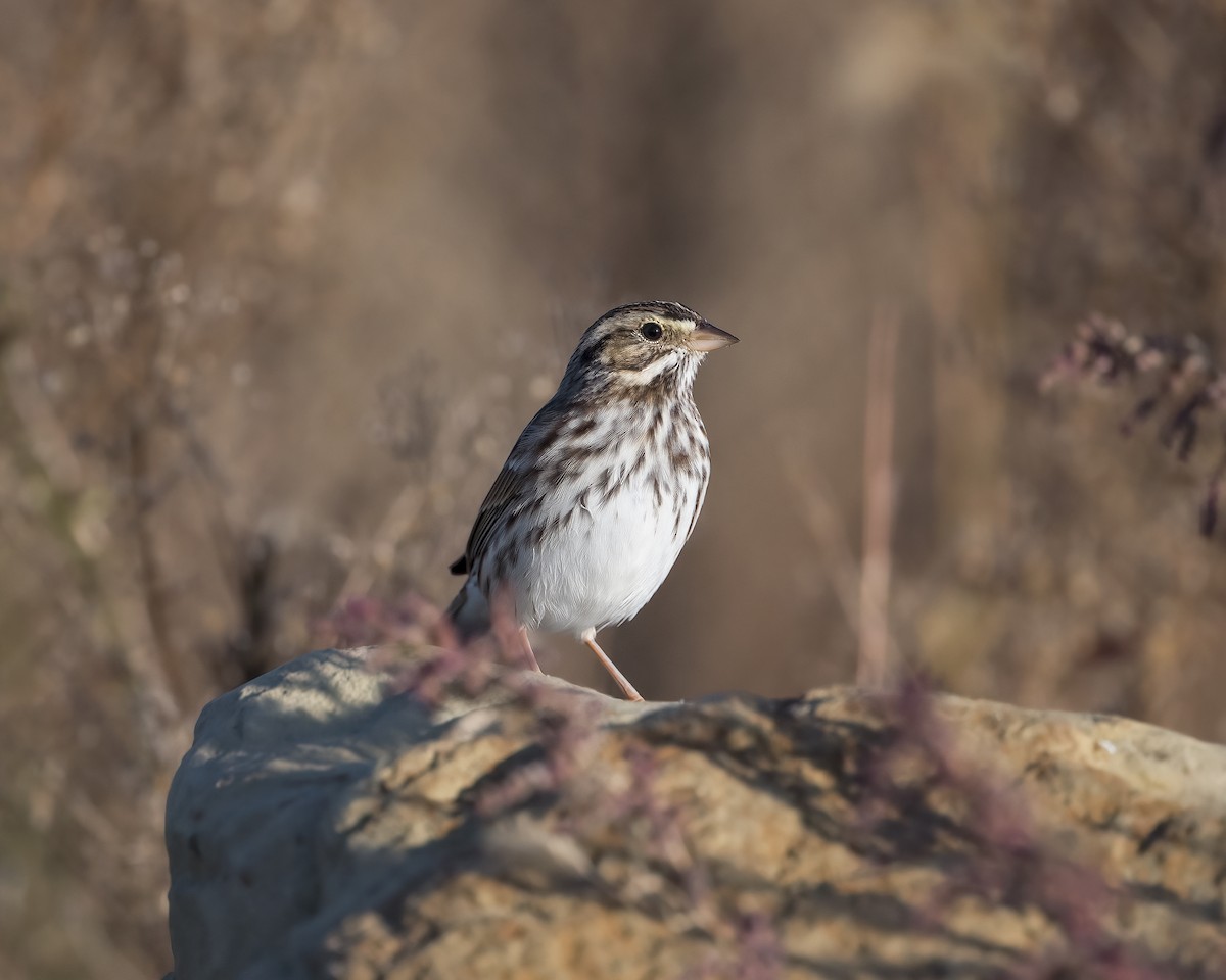 Savannah Sparrow - ML625809458