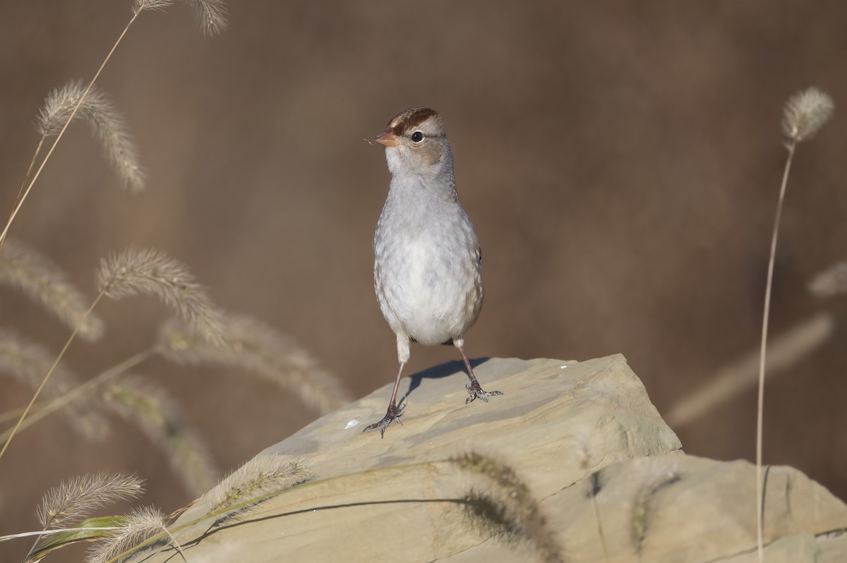 White-crowned Sparrow - ML625809562