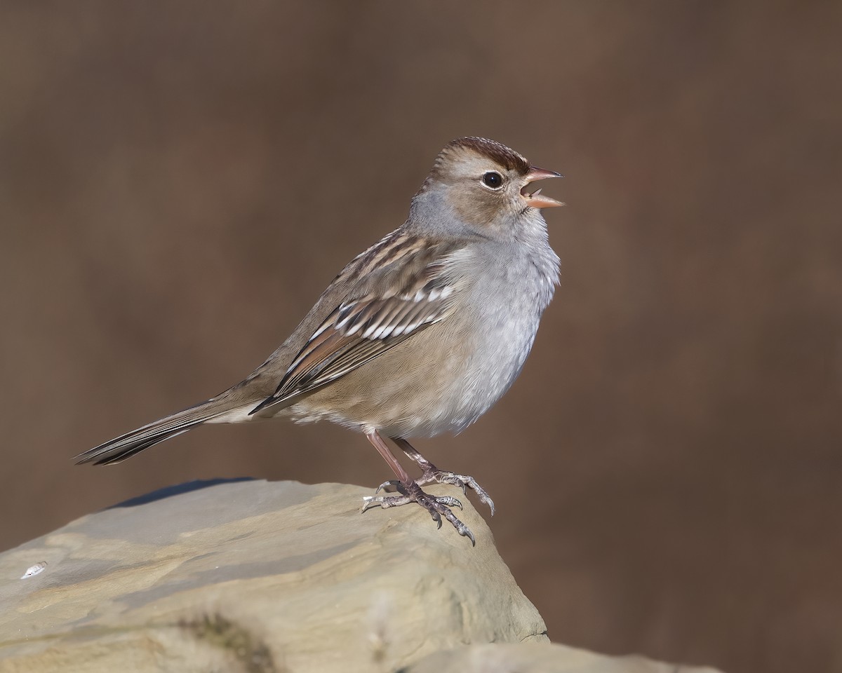 White-crowned Sparrow - ML625809590