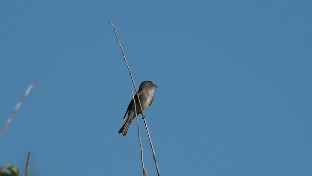 Eastern Wood-Pewee - ML625809700